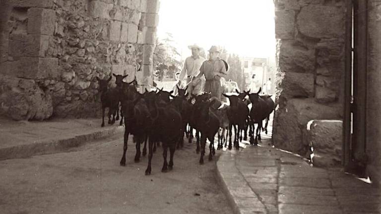 Un ramat de cabres i pastors el 1950 al Portal del Roser. Foto: Barcelona desapareguda, de Giacomo Alessandro. Via Tarragona Antiga