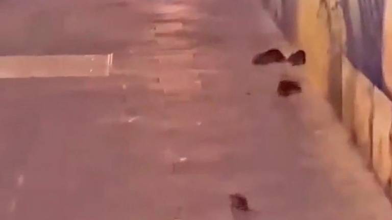 Foco de ratas en el solar vacío de Rambla Nova con Fortuny