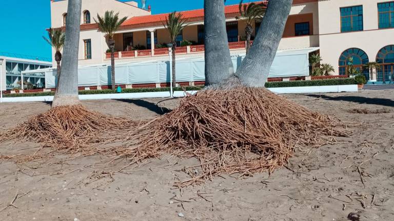$!Riesgo de caída de palmeras en las playas de El Vendrell