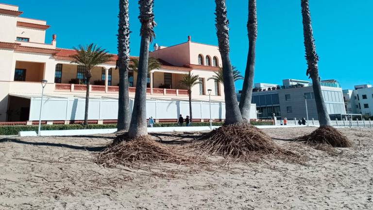 $!Riesgo de caída de palmeras en las playas de El Vendrell