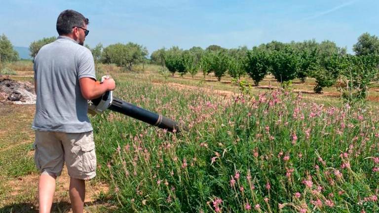 Cultius trampa per posar fre a les xinxes que afecten els avellaners al Camp de Tarragona