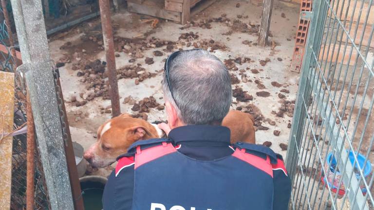 Estado en el que se encontraba el animal. Foto: Mossos