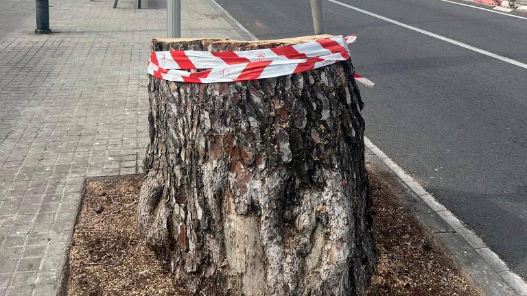 El árbol se ha talado esta semana.