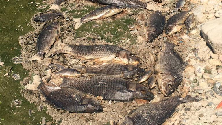 Peces muertos en el tramo del Francolí que pasa por Tarragona