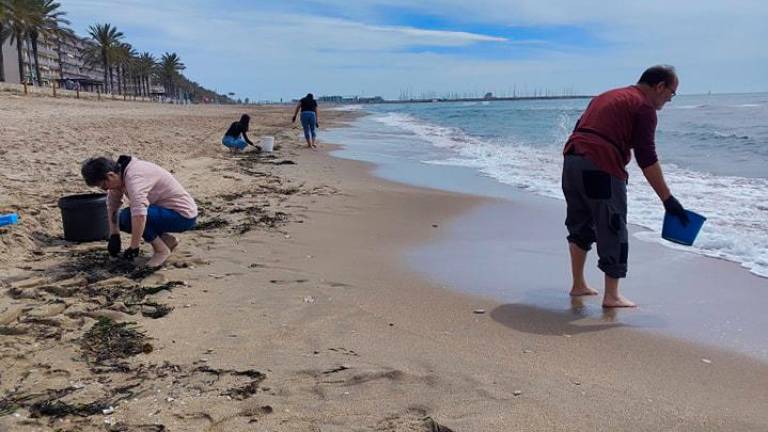 Voluntarios recogen esquejes de posidoinia en la playa.