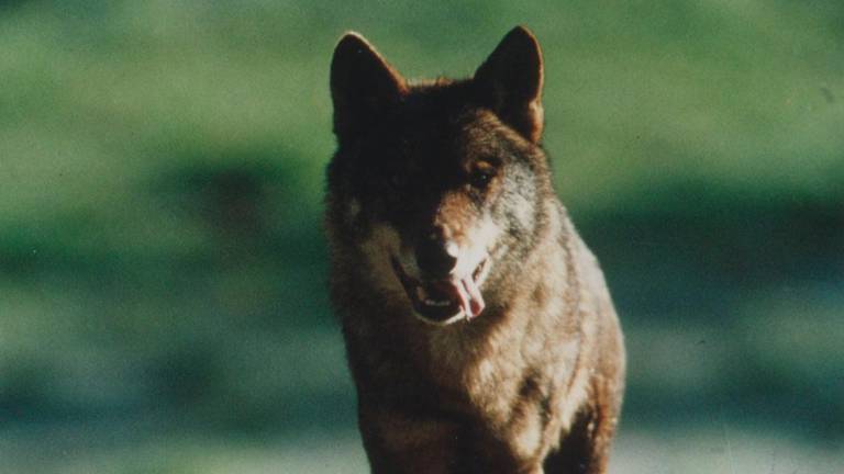 La presència del llop, documentada a la premsa del segle XIX. Foto: DT