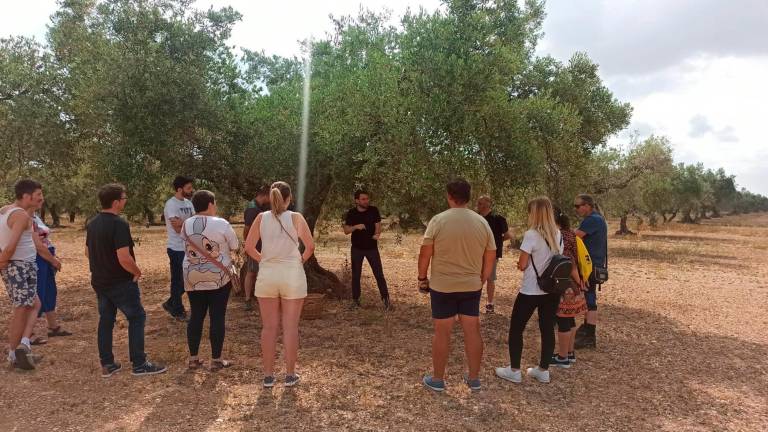 Cinc joves de la Sénia impulsen una cooperativa per recuperar camps abandonats