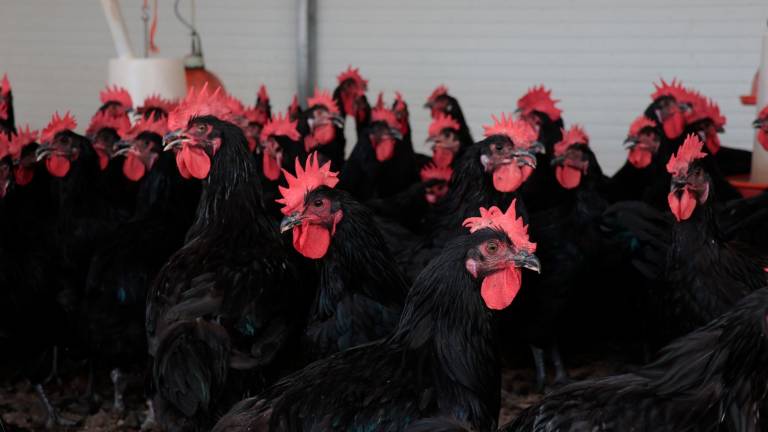 El gallo del Penedès és una carne de alta calidad gastronómica. Foto: Roser Urgell