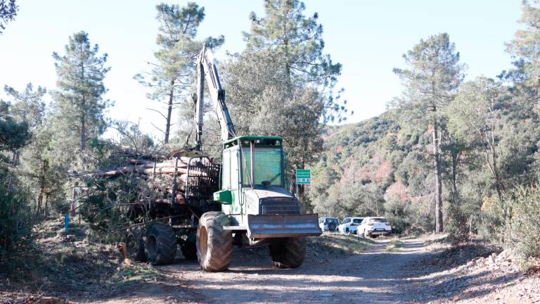 La sequera ha provocat la mortalitat i el decaïment massiu dels arbres al barranc de Torners. Foto: R. Urgell