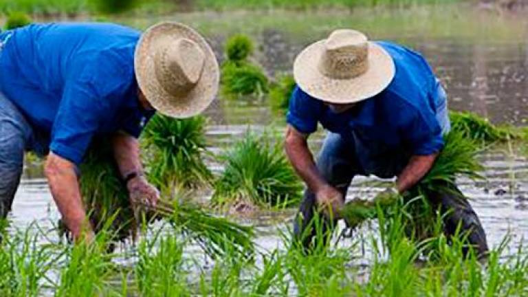 Imagen de archivo de una plantada de arroz en el Delta. FOTO: DT