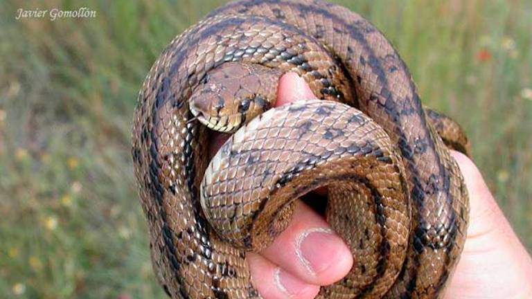 Ejemplar de culebra de escalera. Es una serpiente no venenosa. Foto: Javier Gomollon