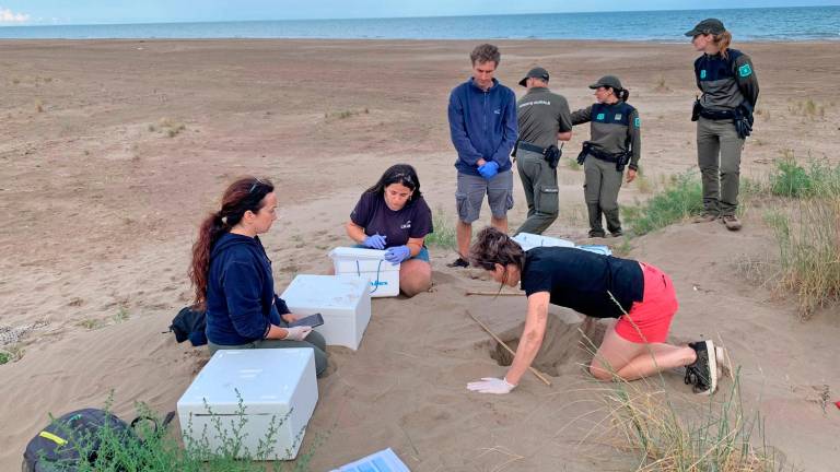$!El primer nido de tortuga marina, descubierto en el Delta de l’Ebre