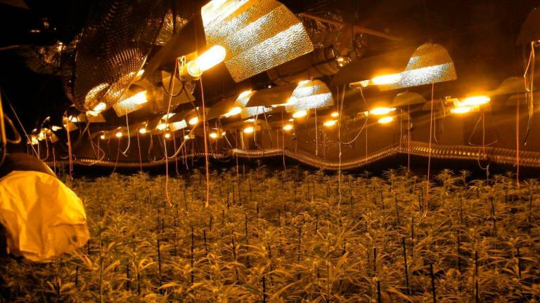 $!La plantación de marihuana de Cambrils albergaba 900 unidades. FOTO: CME