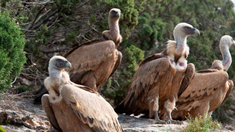 Los buitres africanos que llegan a la península es posible que no muestren filopatría, es decir, que puede que no regresen nunca a su zona natal. Foto: EFE