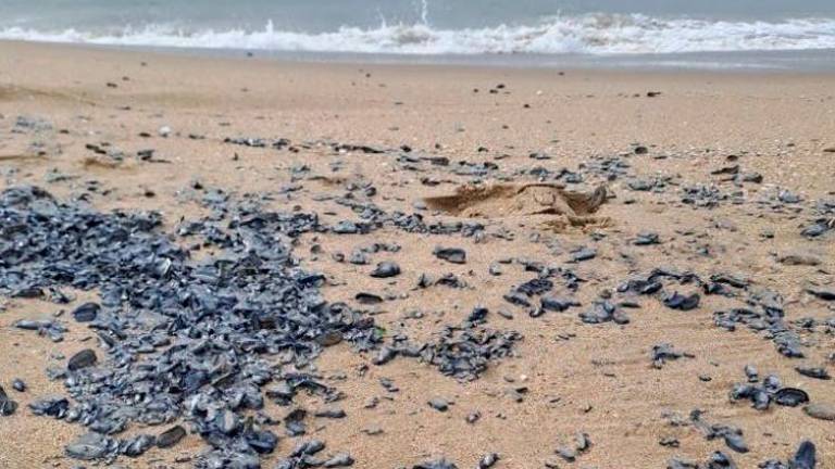 Las velella llegan a millones a las orillas de las playas. FOTO: JOAN GRIFOLS