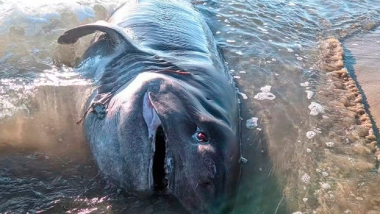 Aparece muerto un tiburón de media tonelada en una playa de Torrevieja