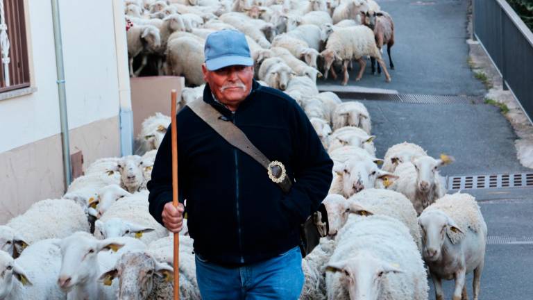 Salvador López i el seu ramat d’ovelles a la Bisbal del Penedès en l’inici de la Transhumant Baix Penedès 2023. Foto: Roser Urgell