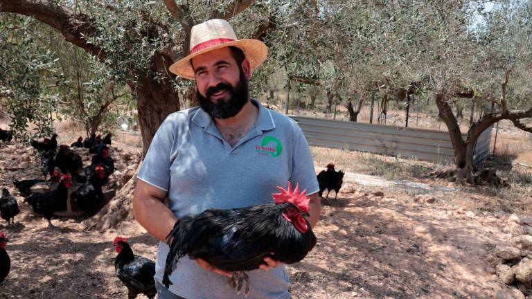 Enric Ferré se encarga, junto a su padre, de llevar una granja de ‘gall del Penedès’ en Rodonyà, la única en toda la província de Tarragona. Foto: Roser Urgell