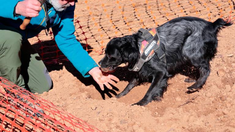 Enric Carbó i el seu gos Tuber, guanyadors del 6è Concurs de gossos tofoners. Foto: Roser Urgell