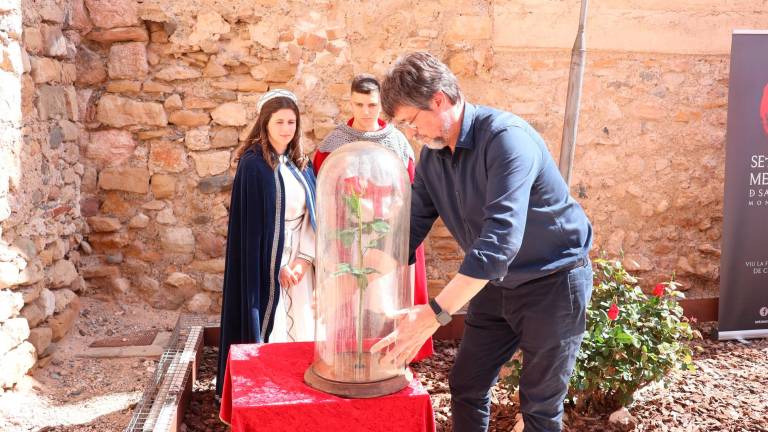 El president de l’Associació Medieval de la Llegenda de Sant Jordi, Maties Martí, col·locant la rosa en una urna de vidre. Foto: Roser Urgell