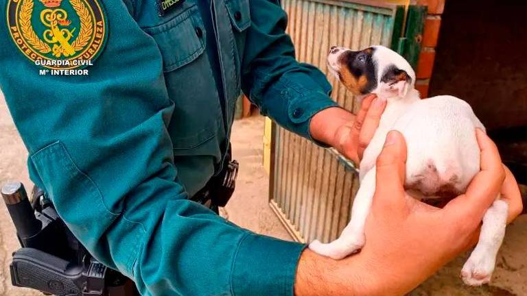 Imagen de archivo de un agente del Seprona sosteniendo a un cachorro con la cola cortada. Foto: Guardia Civil