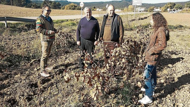 Els viticultors de Querol tornen a pressionar per entrar a la DO Penedès