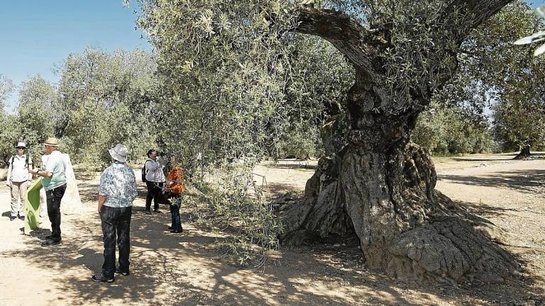 Visita a un olivo milenario en la finca de l’Arión FOTO: Joan Revillas