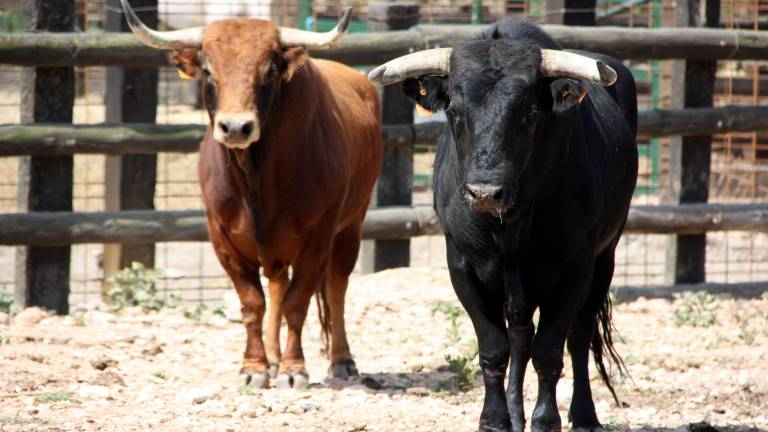 Dos bous braus de la ramaderia 'Lo Xarnego' a la finca Les Olles. Foto: ACN