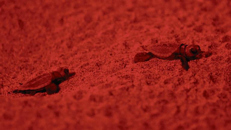 El nacimiento de las tortugas despertó expectación en la playa. FOTO: pere ferré
