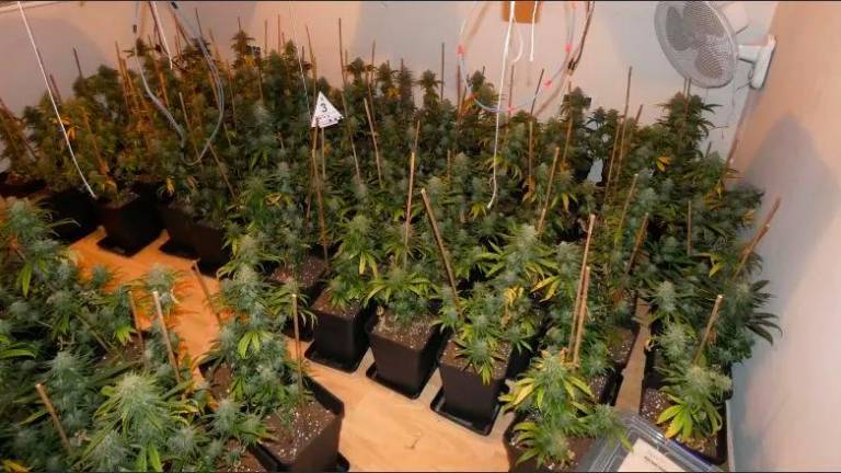 Plantación de marihuana que tenía en uno de los pisos. foto: mossos d’Esquadra