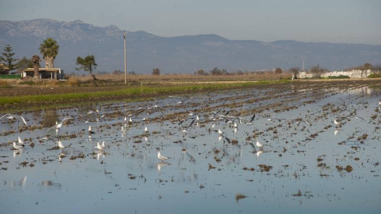 Gavines en un camp d’arròs inundat al delta de l’Ebre. foto: Joan Revillas