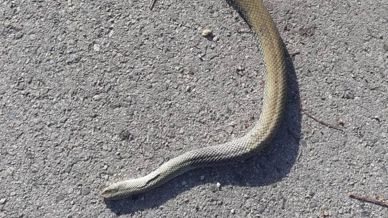 La serpiente muerta ayer en la zona de Les Gavarres.
