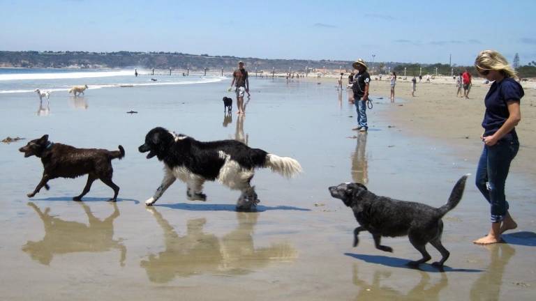 Los vecinos piden un tramo de playa para perros.