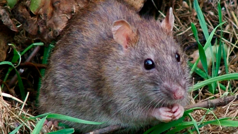 Una rata común. Foto: EFE