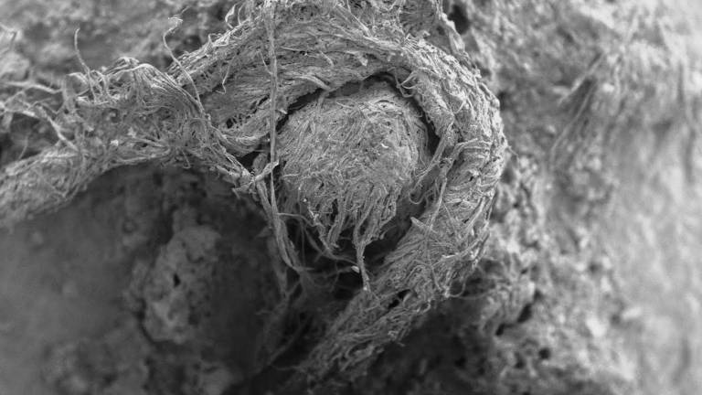 Imagen de la cuerda neandertal hallada en Abri du Maras obtenida en microscopio electrónico. FOTO: M-H. MONCEL
