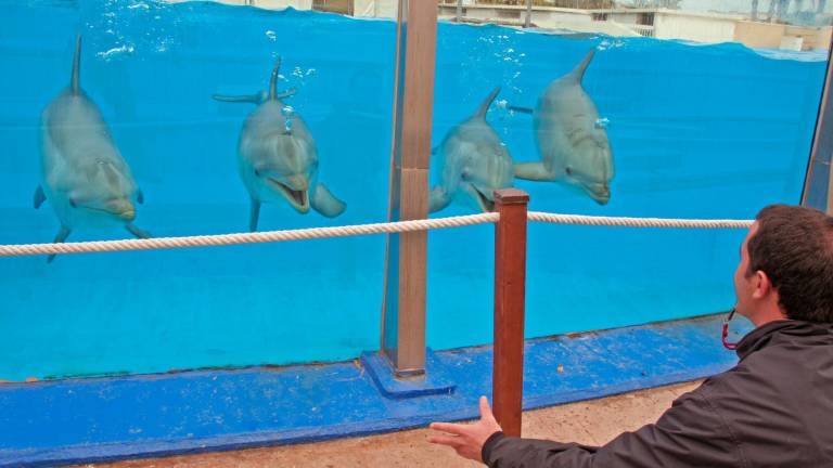 Aquopolis cierra el delfinario de La Pineda y envía a sus nueve cetáceos al sur de China