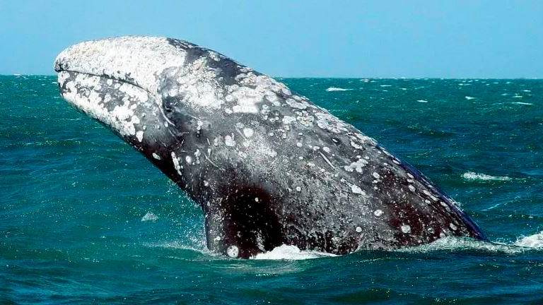 Alertan del peligro de colisiones entre barcos y ballenas en la costa de Tarragona