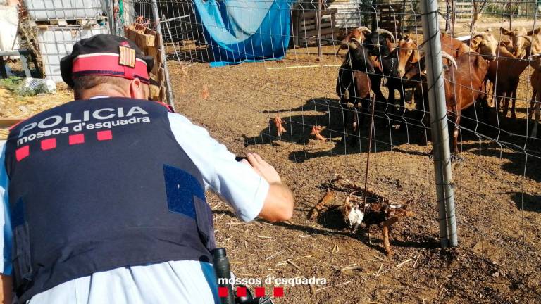 Los agentes descubrieron cadáveres de cabras, posiblemente fallecidas por ausencia de alimento. FOTO: Mossos