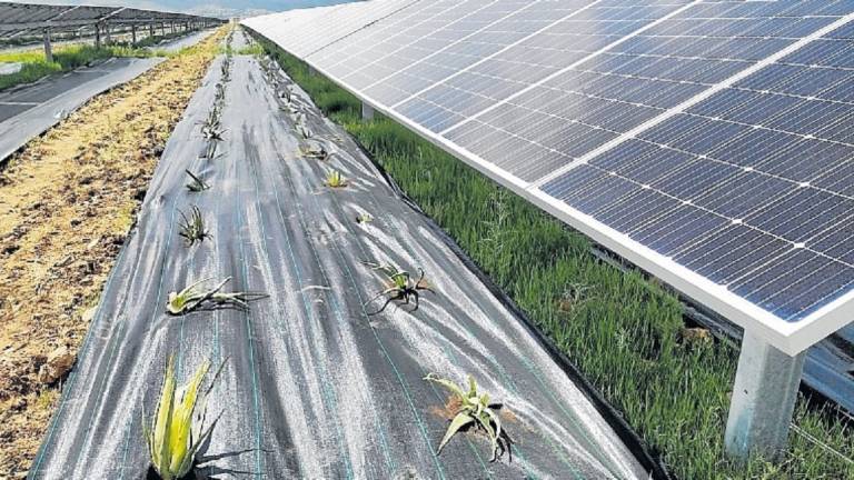 En este terreno sostenible se genera energía solar y alimentos. Foto: cedida