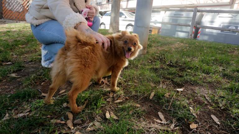 Agentes cívicos para instar a recoger las cacas de perro en TGN