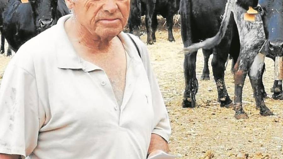 Eliseo Adell, amb alguns dels seus bous de la ramaderia d’Alfara de Carles. FOTO: Cedida