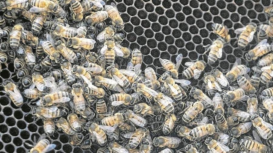 Algunas abejas negras ib&eacute;ricas con las que trabaja la familia Muria, encima de un panal de cera. FOTO: j. revillas