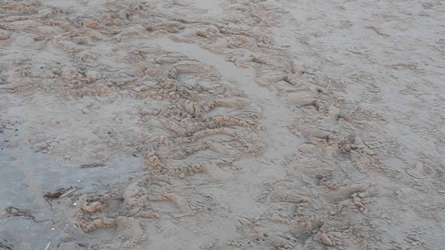 Rastro del recorrido de la tortuga marina en la playa. FOTO: DT