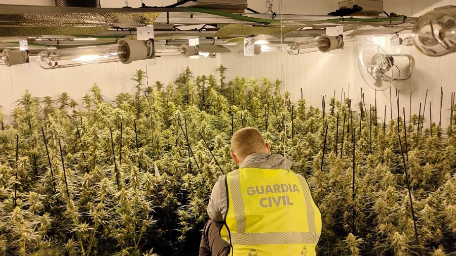 Decomisan 8.000 plantas de marihuana en Mont-roig del Camp