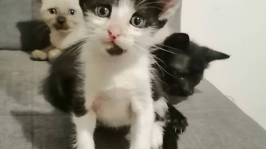 La protectora de Torredembarra también acoge muchos gatos.