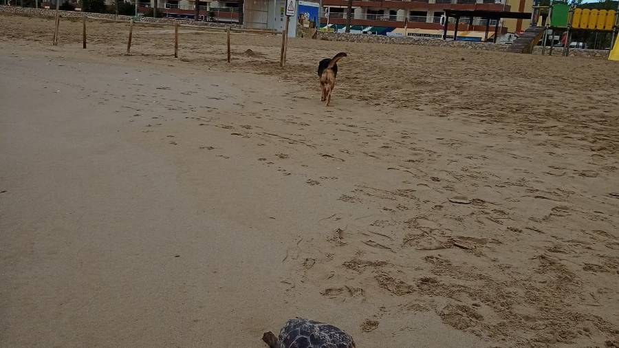 La tortuga aparecida en Segur de Calafell.