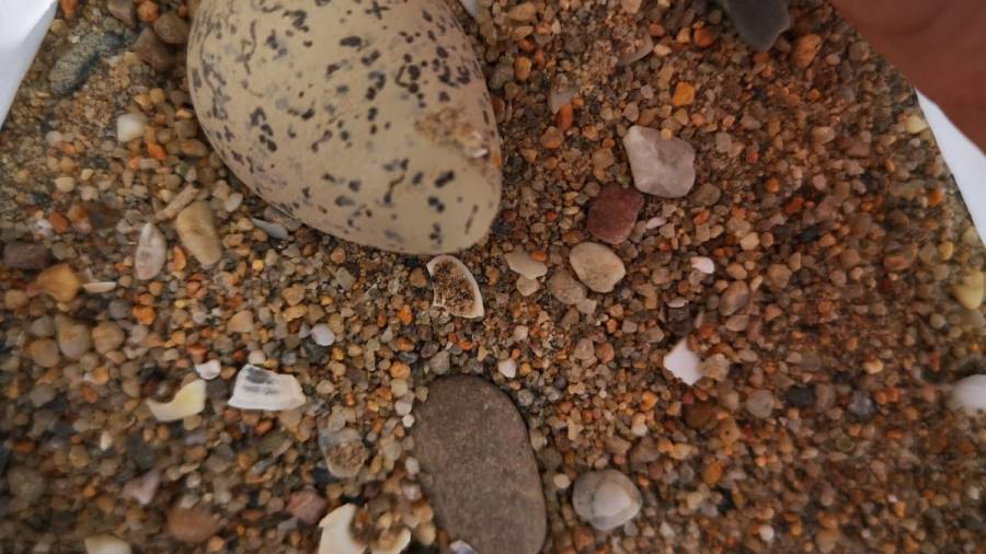 Los huevos retirados de la playa.