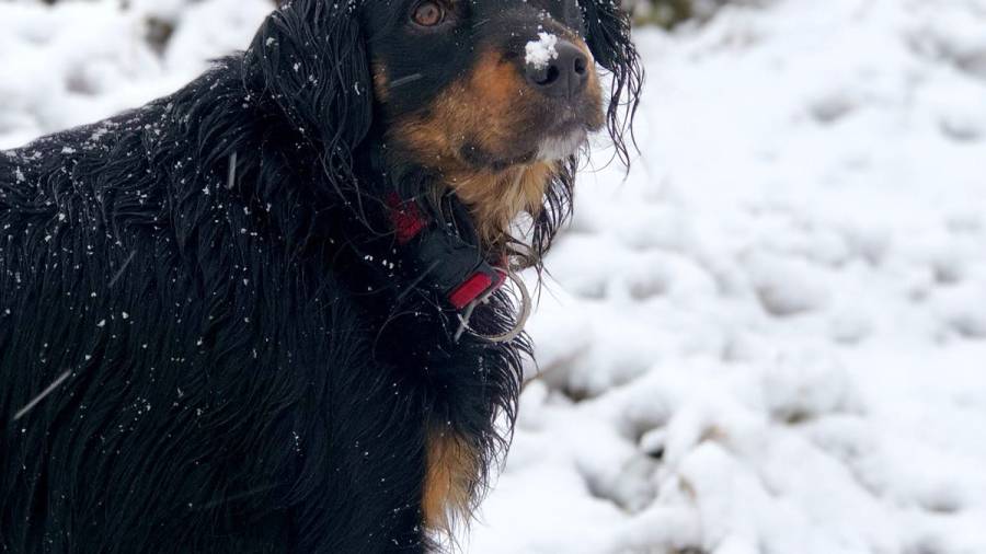 Imagen de un perro en la nieve, Almoster