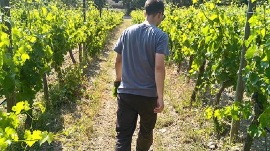 La regi&oacute;n se enfrenta a nuevos retos relacionados con la sostenibilidad del cultivo de vid y la elaboraci&oacute;n de vino.FOTO: www.lifeprioratmontsant.eu