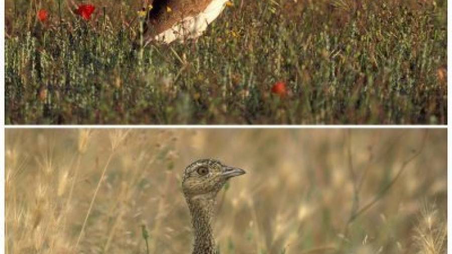 Fotografías facilitadas por SEO/BirdLife, de dos aves de la especie sisón (Tetrax tetrax), un macho (arriba) y una hembra (abajo).